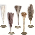95-piece dried pampas grass set with white, natural reed and rabbit tail grass varieties - New 5-piece Set