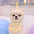 Yellow plaid birthday hat and bib set with cake embroidery on a white Pomeranian dog - Yellow Bib + Hat