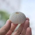 Hand holding a natural white sea urchin shell specimen for home DIY decor - Pink & White Sea Urchin Shell 4-5cm