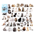 Realistic kitty selfie stickers in a light blue box with assorted cat breeds - Kitty Selfie