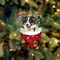31-Border Collie Puppy