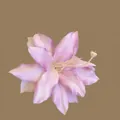 Pink and purple gradient mesh flower hair clip with realistic fabric petal details - Purple Lily