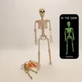 Life-sized human skeleton model with green glow-in-the-dark fluorescence effect - Luminous 90cm Skeleton