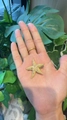 Gouden zeester haarclip met textuur vastgehouden in de hand tegen groene bladeren - Zeester