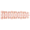 French style almond fake nails with 3D white bows and gold glitter details 24pcs set - B1-13883 (30 Pcs Stripped)