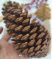 Large natural brown pine cone ornament for Christmas tree decor and photography props - 10-12cm Ponderosa Pine Cones