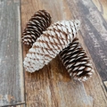 Natural brown and white frosted pine cones for Christmas decor on vintage wood - Snowy Scale Pine (9-12CM)