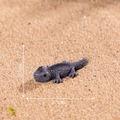 Realistic dark grey resin lizard miniature for garden decor and DIY crafts, 3.1cm length - Dark Grey (Black Back)