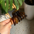 Detailed view of an amber pumpkin-shaped hair claw clip with a glossy translucent finish - Medium(Approx 7cm) / Glossy Tortoiseshell