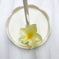 Translucent yellow frangipani flower hair claw clip displayed on a white tray - Light Yellow (Five-point Flower)