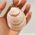 Handheld view of a natural purple and yellow striped scallop shell keychain with a metal ring - Flower Lion Shell Memo Pad / Approx. 6-9cm
