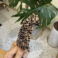Detail showing a leopard-shaped claw clip with leopard print pattern held by hand - Standing Coffee Jelly Leopard