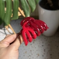 Makroansicht einer glänzend roten Kürbis-Haarklammer, die in der Hand gehalten wird - Mittel(ca. 7cm) / China Rot