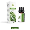 10ml Rosemary essential oil in dark glass bottle with white minimalist packaging box - Rosemary