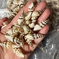 Natural conch shell pendants with gold plated edges for DIY jewelry making - Style 38