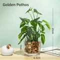 Artificial evergreen plant in a glass square pot with natural river stones for decor - Evergreen - Glass Basin Artificial Flower Ornament