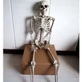 Life-size plastic human skeleton model sitting on box for Halloween or classroom decor - 170cm