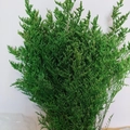 Preserved green limonium dried flowers bundle for DIY floral arrangements and home decor - Green (500g)