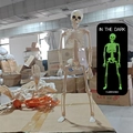 Luminous Halloween skeleton model set with glow in the dark effect for horror decor - Luminous 40cm Skeleton