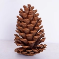 Pigna naturale marrone scuro con texture legnosa per decorazioni natalizie - Pigna americana da 7-9 CM