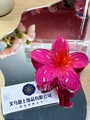 Translucent rose pink orchid flower hair claw clip with a glossy acrylic finish - Large (approx 8cm) / Gradient Red