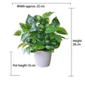 Detail showing dimensions of artificial pothos plant in white pot 28cm tall and 22cm wide - Medium Pot + 28cm Evergreen