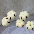Macro view of dried white cotton flower heads with thin wire stems for floral decor - With Wire / Light Yellow
