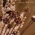 Natural dried plant pods 40cm length for rustic home decor and floral arrangements - C32-Natural Dried Pods