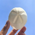 White round sand dollar specimen with star pattern held against a clear blue sky background - Sand Dollar White Sea Urchin Shell 6-7cm