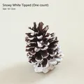 Natural 10-12cm decorative pine cone with snow-dusted edges for Christmas DIY decor - Single Piece / Snow-tipped