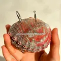 Natural red-green abalone shell notepad with silver metal binder rings held in hand - American Abalone Memo Pad [Colorful] / Approx. 6-9cm