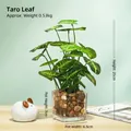 Artificial taro leaves in a glass vase with natural stones for home table decor - Taro Leaves - Glass Pot Artificial Flower Ornament