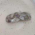 Detail of grey marble pattern acetate hair clip with FRANCE Handmade engraving - Textured Grey