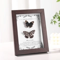 Dark brown wooden frame with butterfly specimens and vintage floral art display - 6-inch Real Glass (Wall & Tabletop) / Walnut