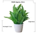 Detailed size view of artificial Boston fern in white plastic pot with 30cm height - Large Pot + Persian Leaf