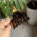 Detail of high-gloss chocolate brown pumpkin hair claw clip held against green plants - Medium(Approx 7cm) / Chocolate