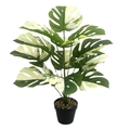 Detail of variegated Monstera plant leaf texture in a black pot with white background - 12-Head White-Green Monstera (Without Pot)