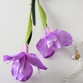 Iris Purple