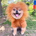 Detailansicht der braunen Löwenmähnen-Perücke und Sherpa-Fleece-Kostüm für Hunde und Katzen - M / Goldbraun (Löwe)