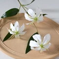 Flame Lily White