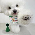 Detail of Bichon wearing cotton birthday bib with HAPPY BIRTHDAY embroidery and green party hat - Green Bib