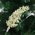 Künstliche weiße Beerenstiele als dekorative Zweige für Weihnachtsbaum und Deko - Weizenähre 16cm / Weiß