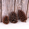 Three natural pine cones in various sizes for Christmas decor and DIY crafts - American Pine Style / 10-12cm