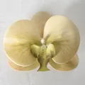 Testa di orchidea artificiale beige crema con macchie viola per decorazioni fai da te - Pellicola 3D Verde (Grande)