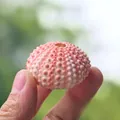 Pink sea urchin shell specimen for DIY air plant decor and home landscaping projects - Pink Sea Urchin Shell 3-4cm