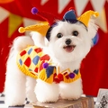 Set festivo in maglia da clown per cani piccoli con maglione e cappello abbinati - Stampa circo gialla + cappello