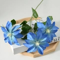Clematis Deep Blue