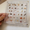 Acrylic display case with natural sea shell and starfish specimens in multi-grid box - Mini Sea Shell Specimen Box (With Shells)
