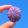 Natural purple sea urchin shell specimen held against a clear blue sky background - Red Long Spined Sea Urchin Shell 4-5cm