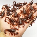 Deep brown plastic scorpion toy models shown in bulk on a palm for pranks - Scorpion